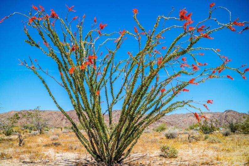 Desert Gardens Oasis at Lobo, Texas Van Horn Exterior foto